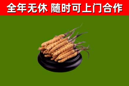 黄江镇回收散虫草