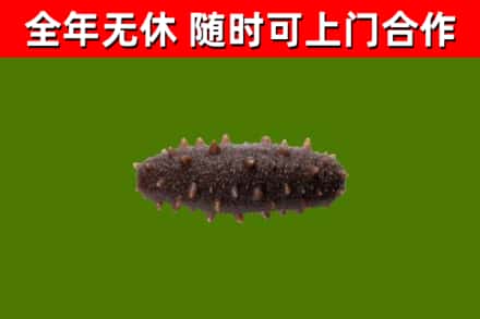 黄江镇回收海参干